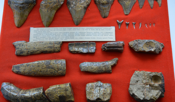 Zbierka skamenelých  žraločích zubov a kostí z pieskovej bane.